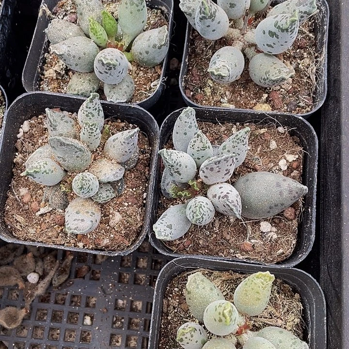 6.5方大海豹带盆土发货