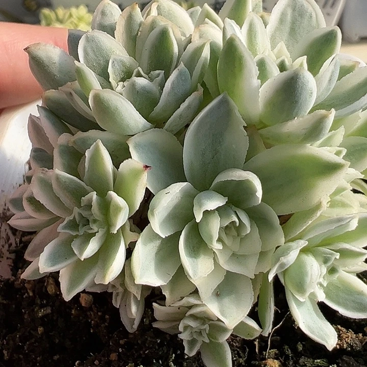 山地玫瑰锦秋夕1067号