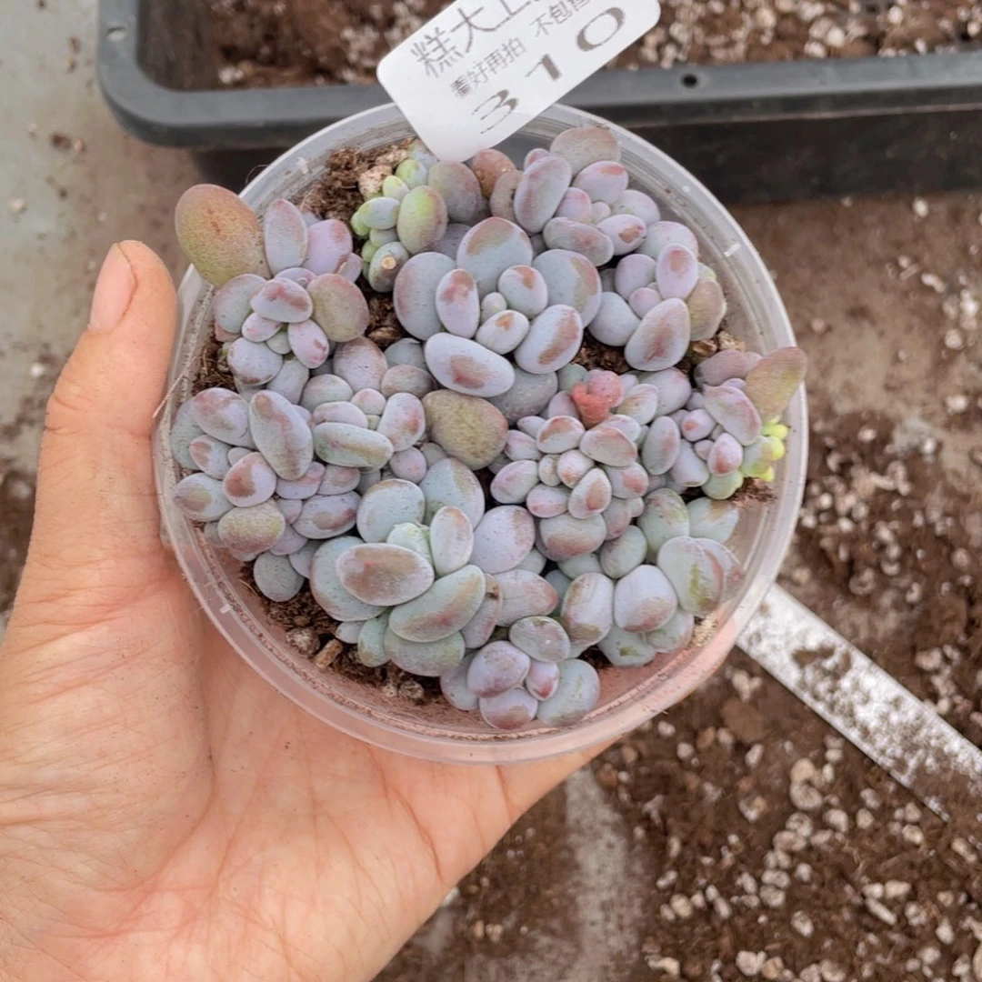 糕大上多肉植物310