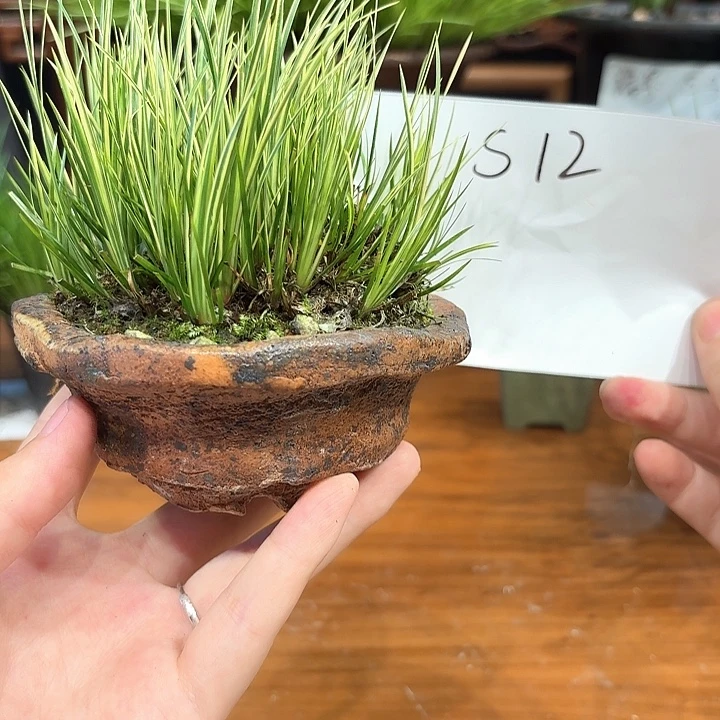 完全开放花卉种植