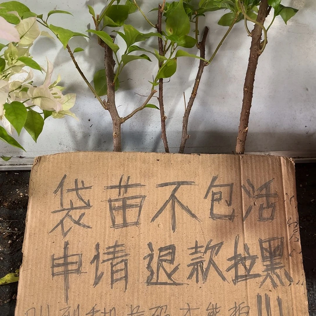 爲***留当前无花栽培后可以开花袋苗盲盒三颗10