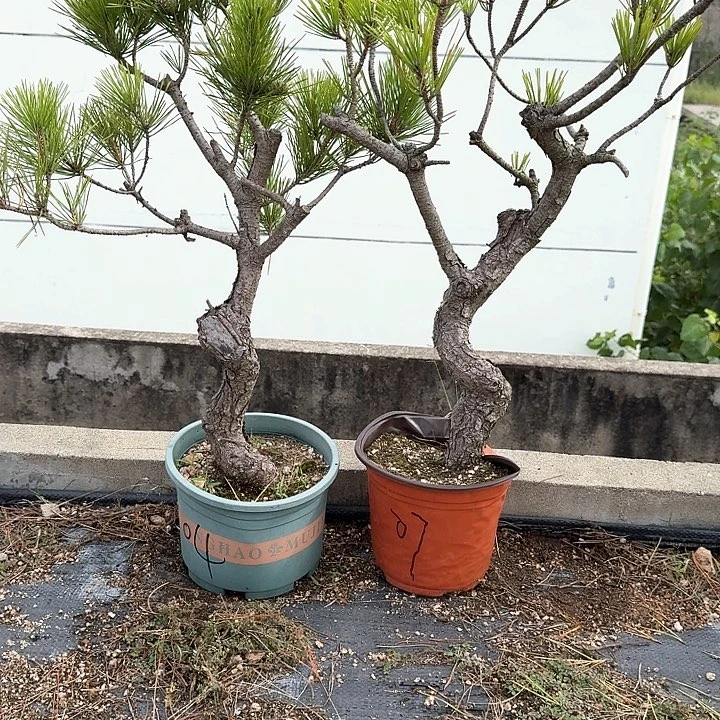守***舞无花朵盆栽植物黑松盆景