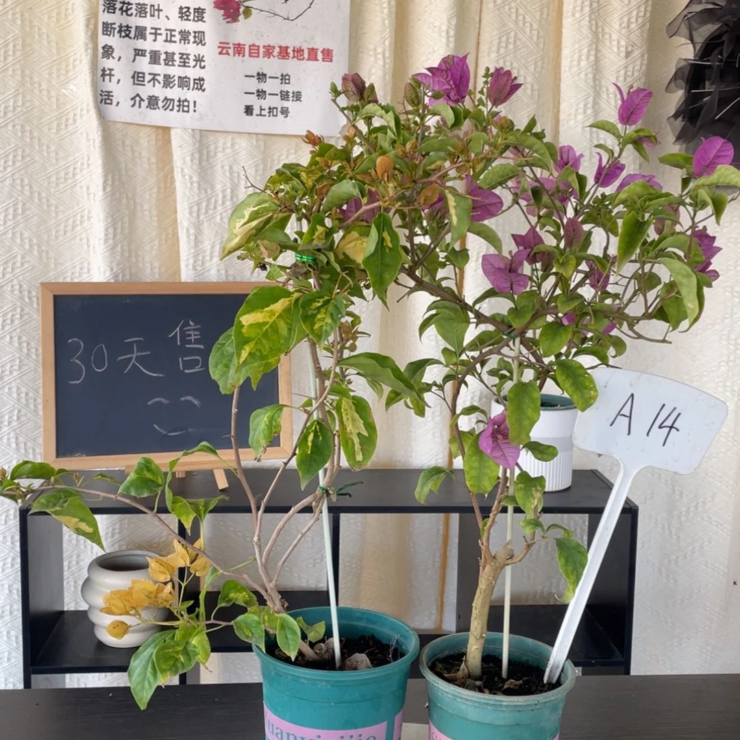 全部花朵金心黄白+塞弗里A14