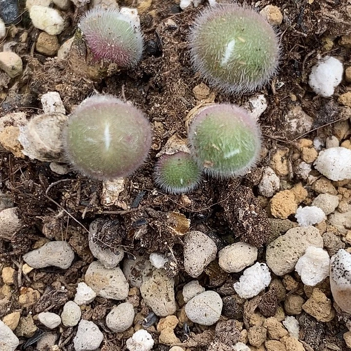 园艺史蒂芬尼毛球单头一颗