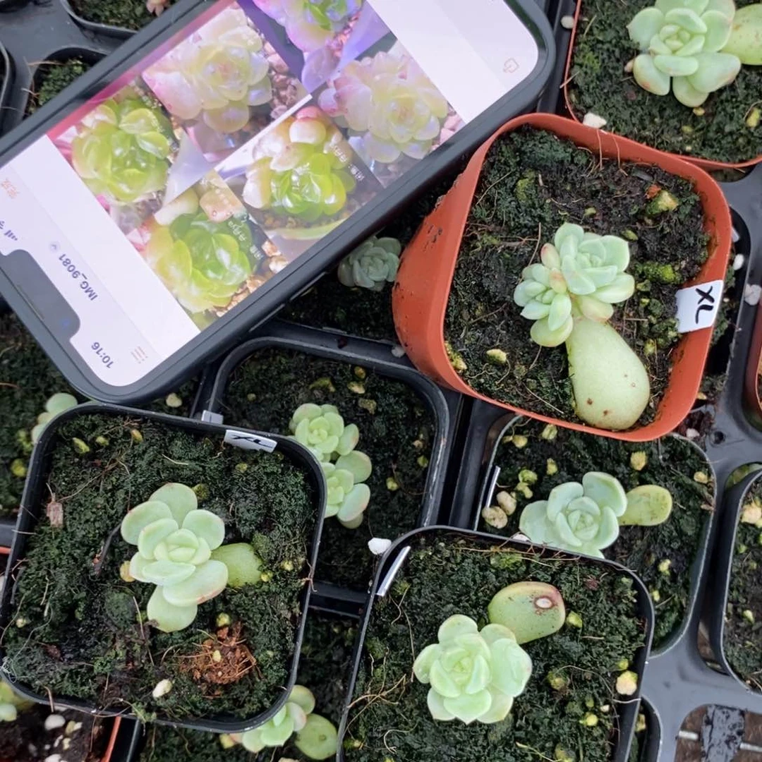 上盆甜心相柳苗一个