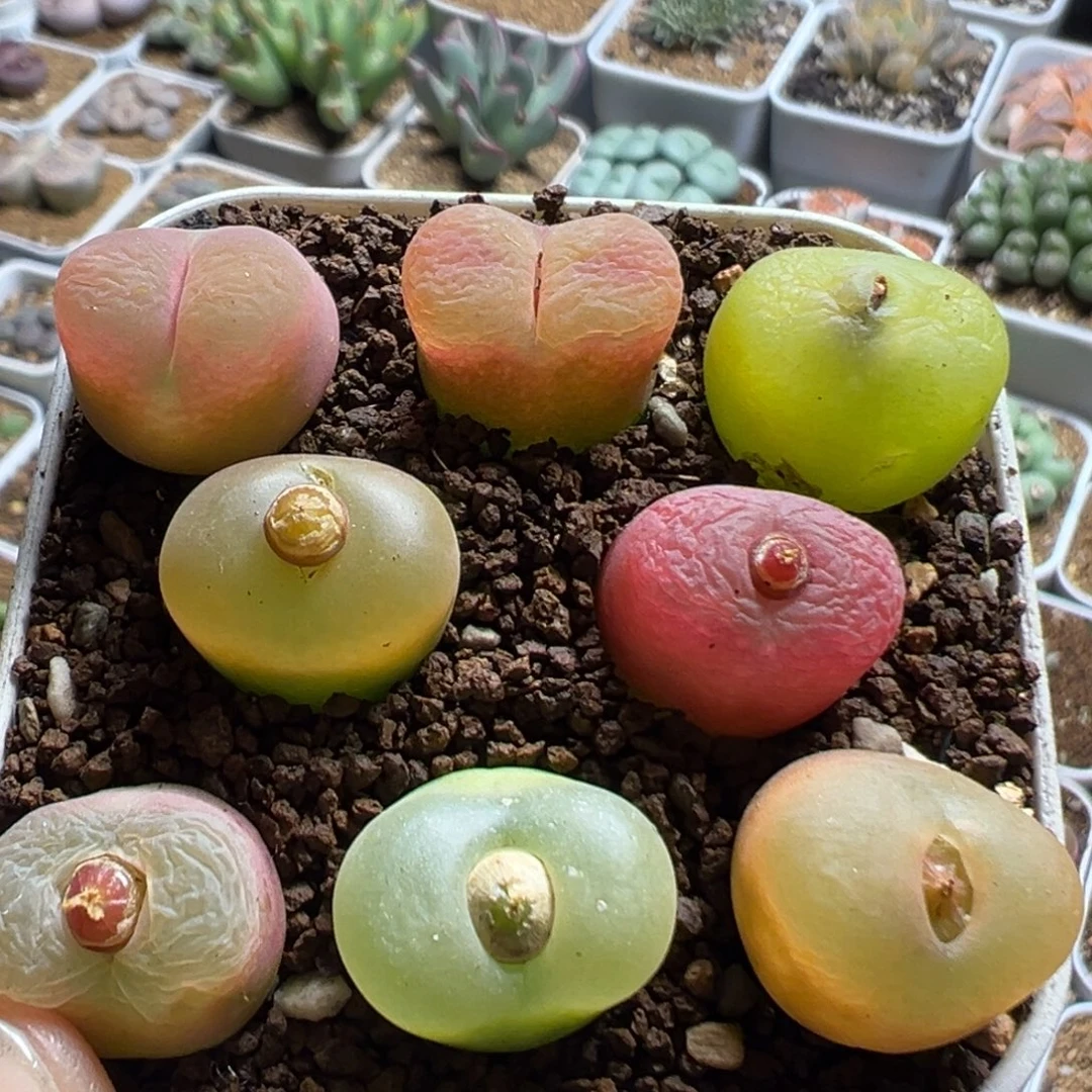 103多肉植物百科植物