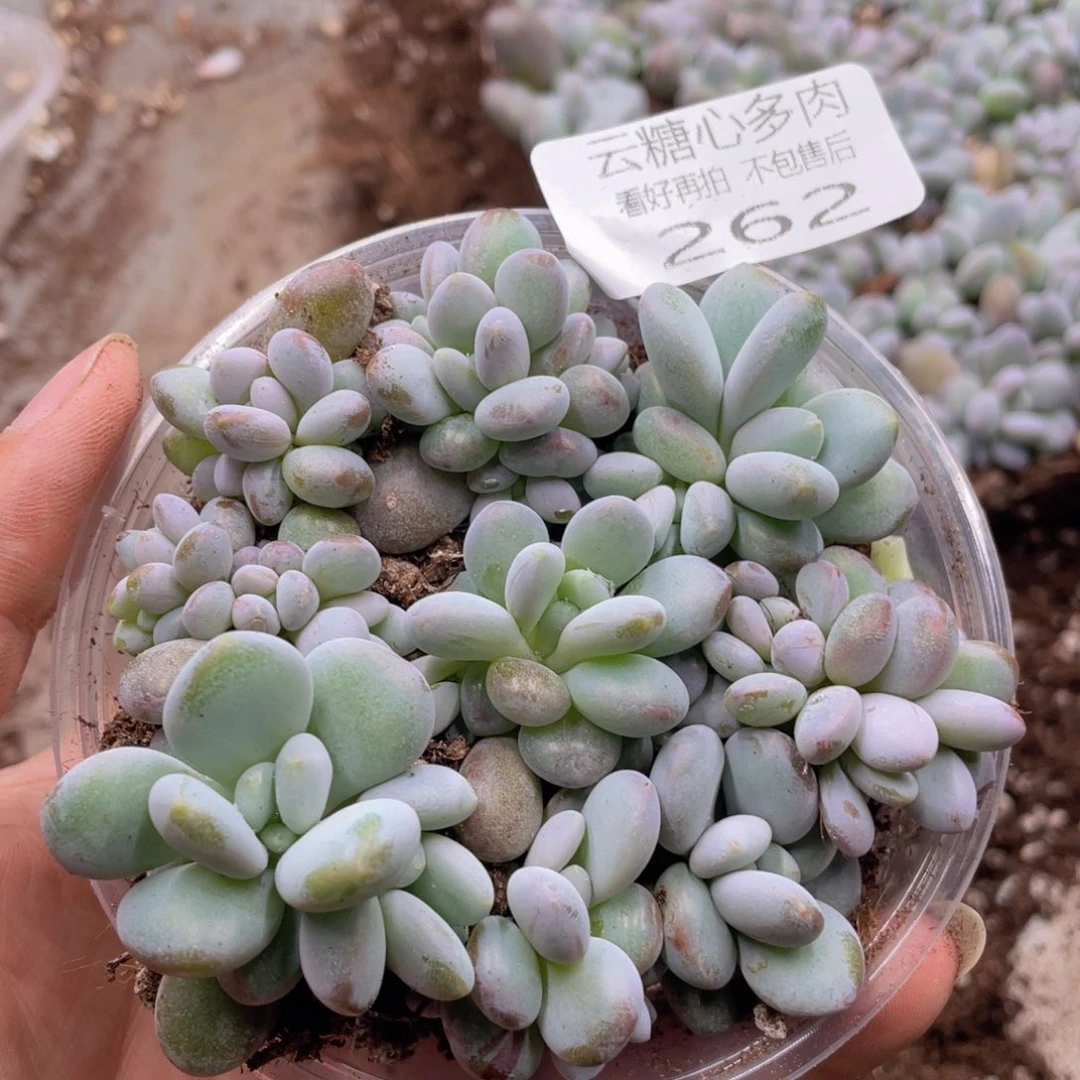 云糖心多肉植物262