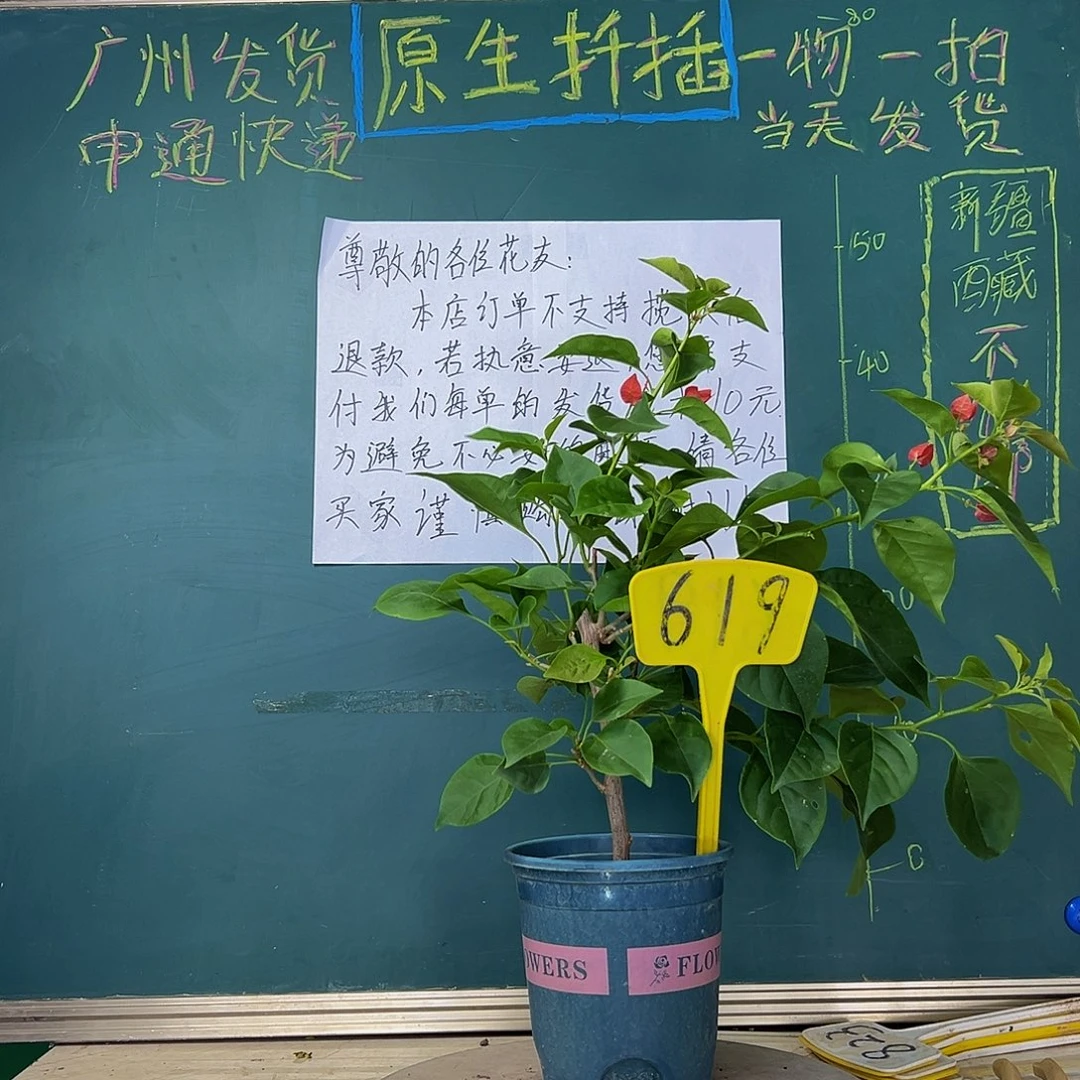 当前无花栽培后可以开花不甜西瓜619