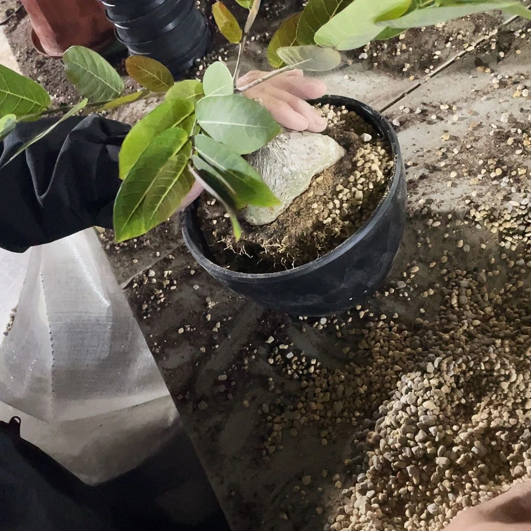 派***六66666666666666666666