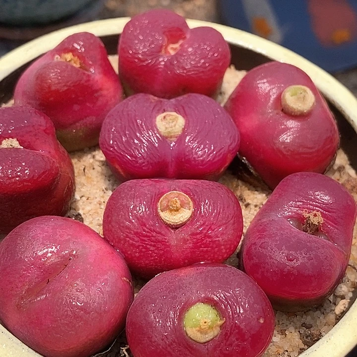 17510单头大红母本一颗