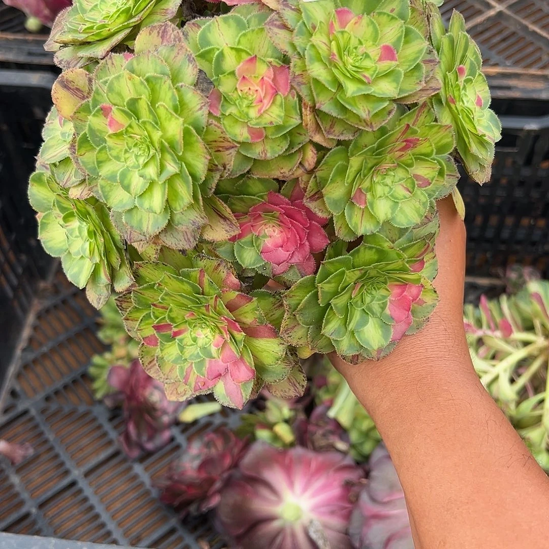 家***娃精品多肉植物265知否