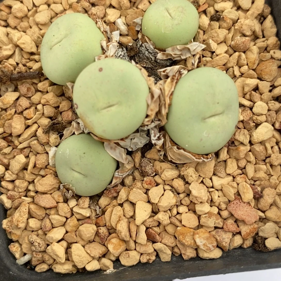 458大型小红嘴一群。