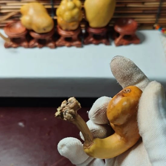 小***伟精品土豆葫芦一物一拍
