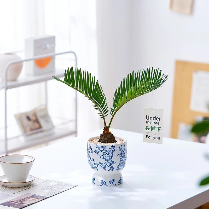 铁树盆栽植物室内好养花卉茶桌禅意绿植桌面迷你创意苏铁小盆景