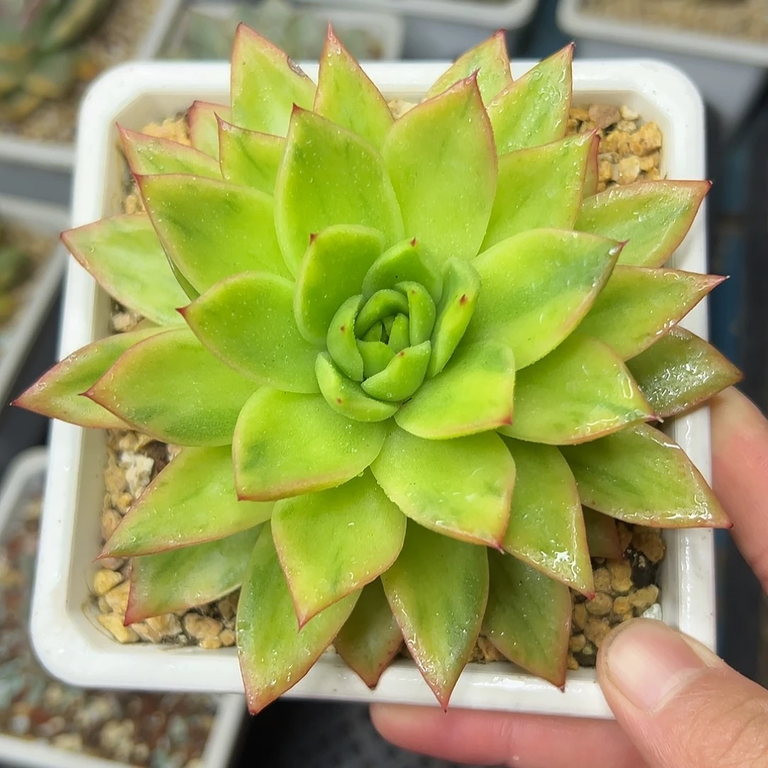 多肉植物一物一拍07
