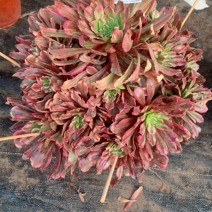 叮*多肉植物粉黛688