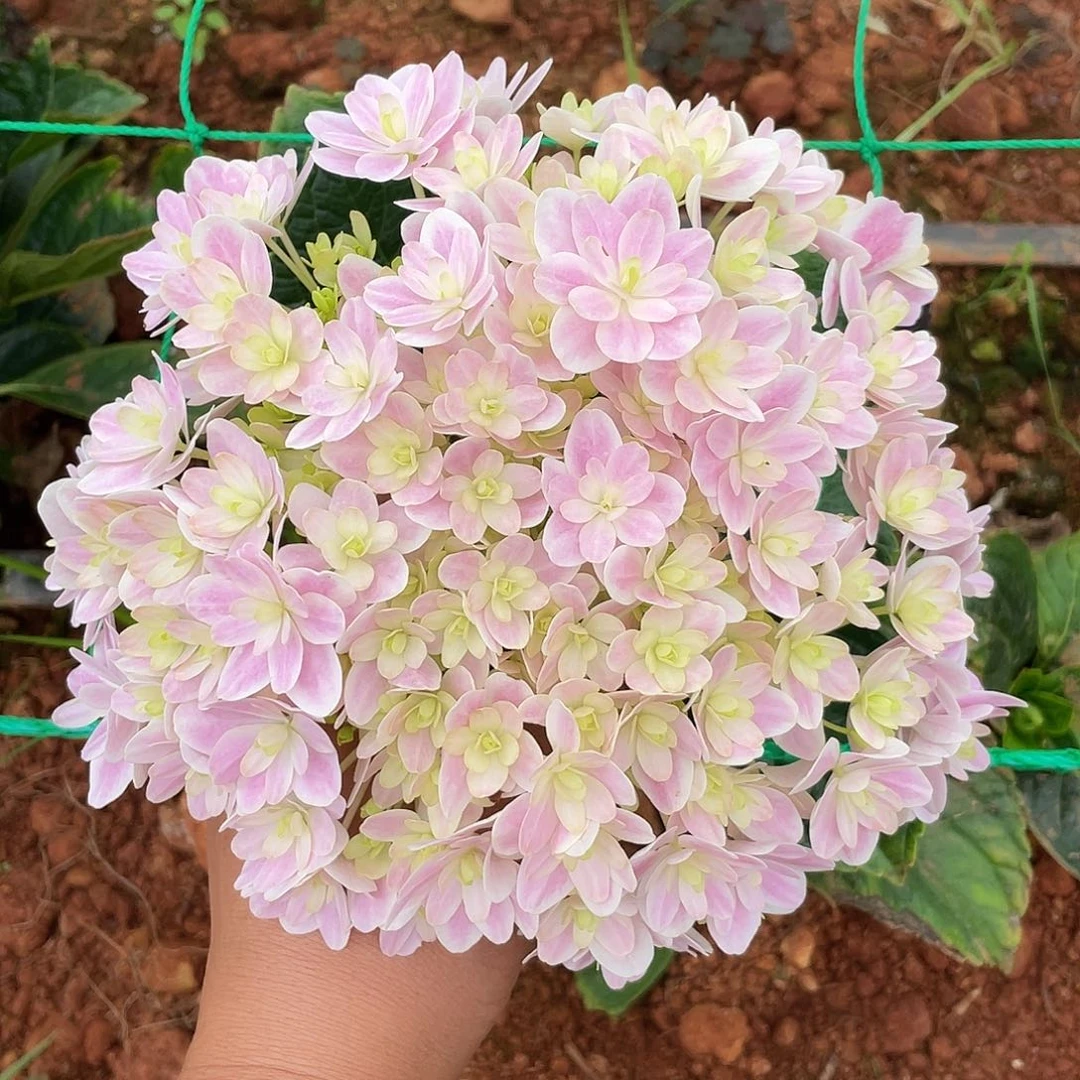 绣球切花一物一拍3枝起包邮，43
