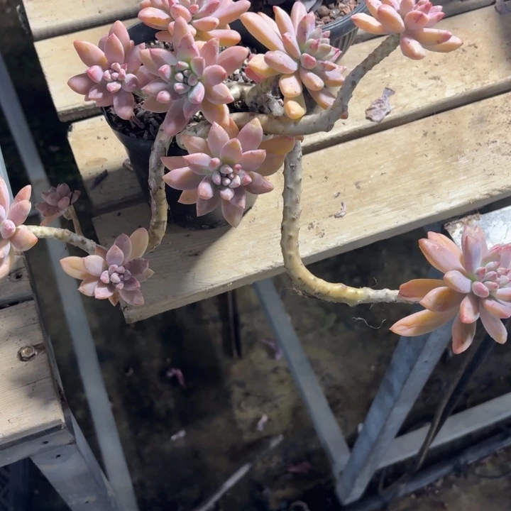 朵****多肉植物一物一拍朵