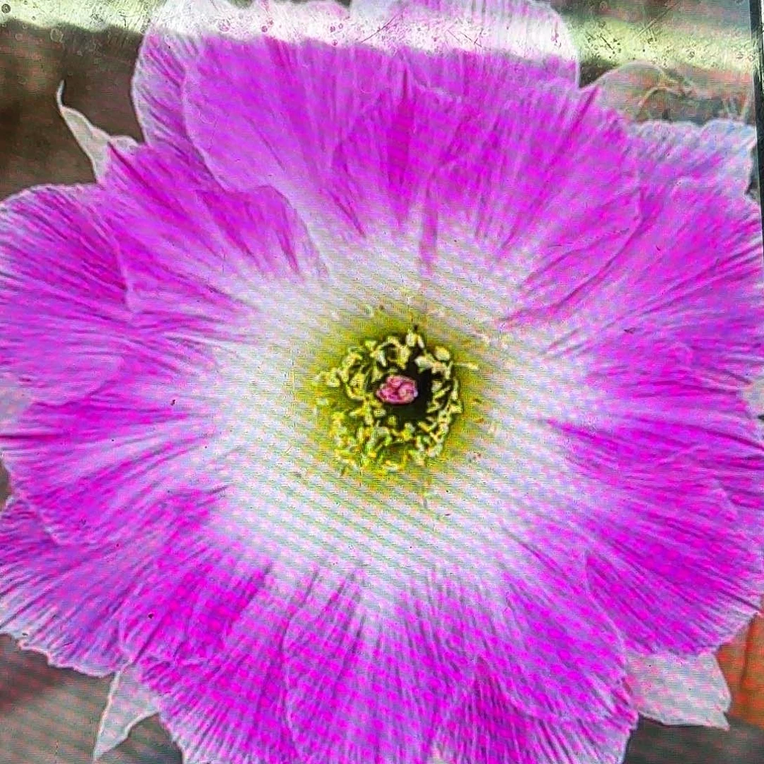 醉美人丽花20包邮仙人球40