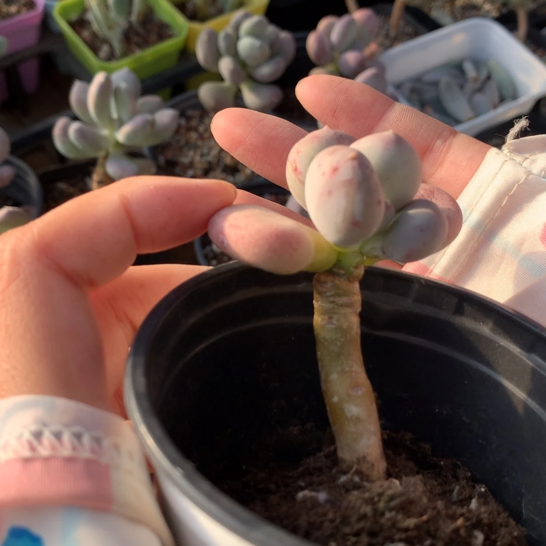 小屁桃奶酪还好哈哈哈