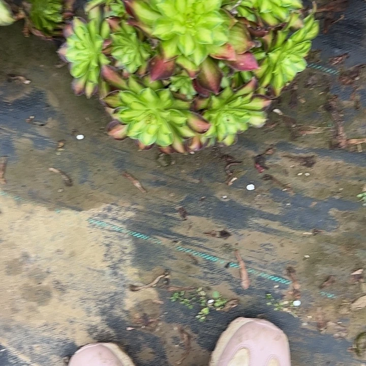 多肉法师植物链接74