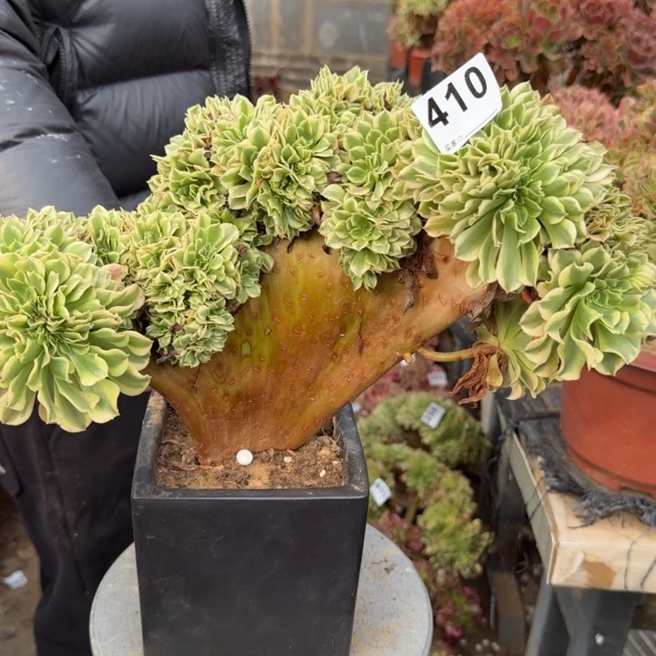 迈巴赫法师锦缀化41 0