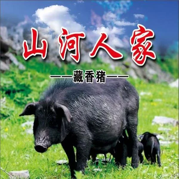 【3号 直播间现称】纯生态散养藏香猪 新鲜五花肉