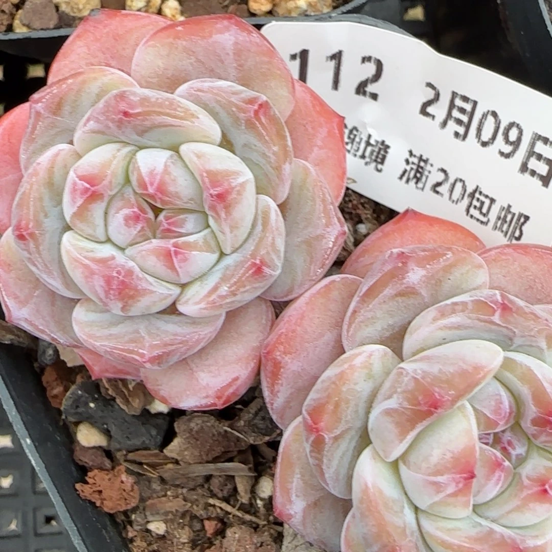 花语逸境0209-112