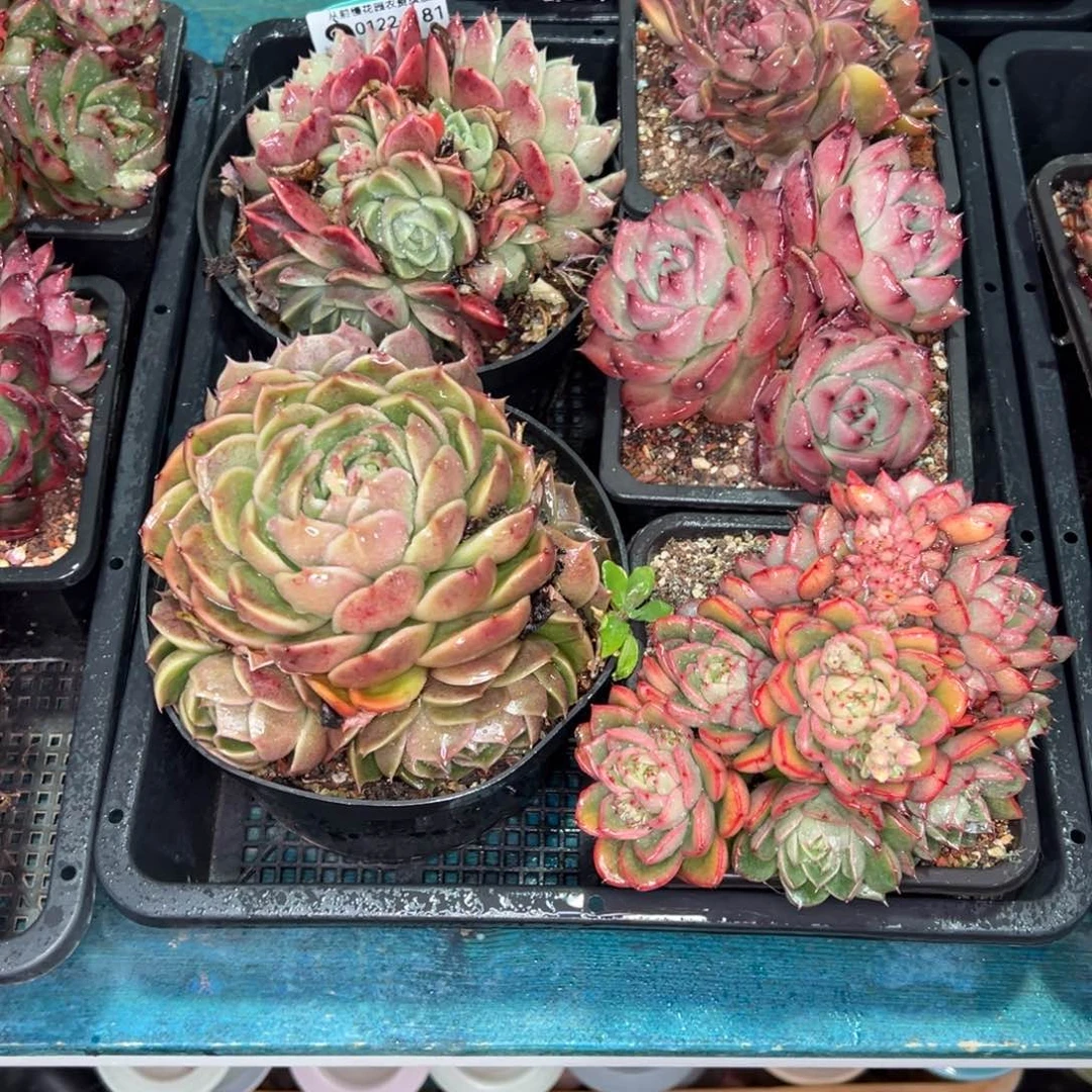 为***力从前慢多肉精选编号0122.181