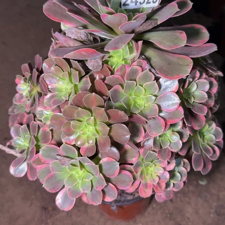 24526金丝雀多肉植物