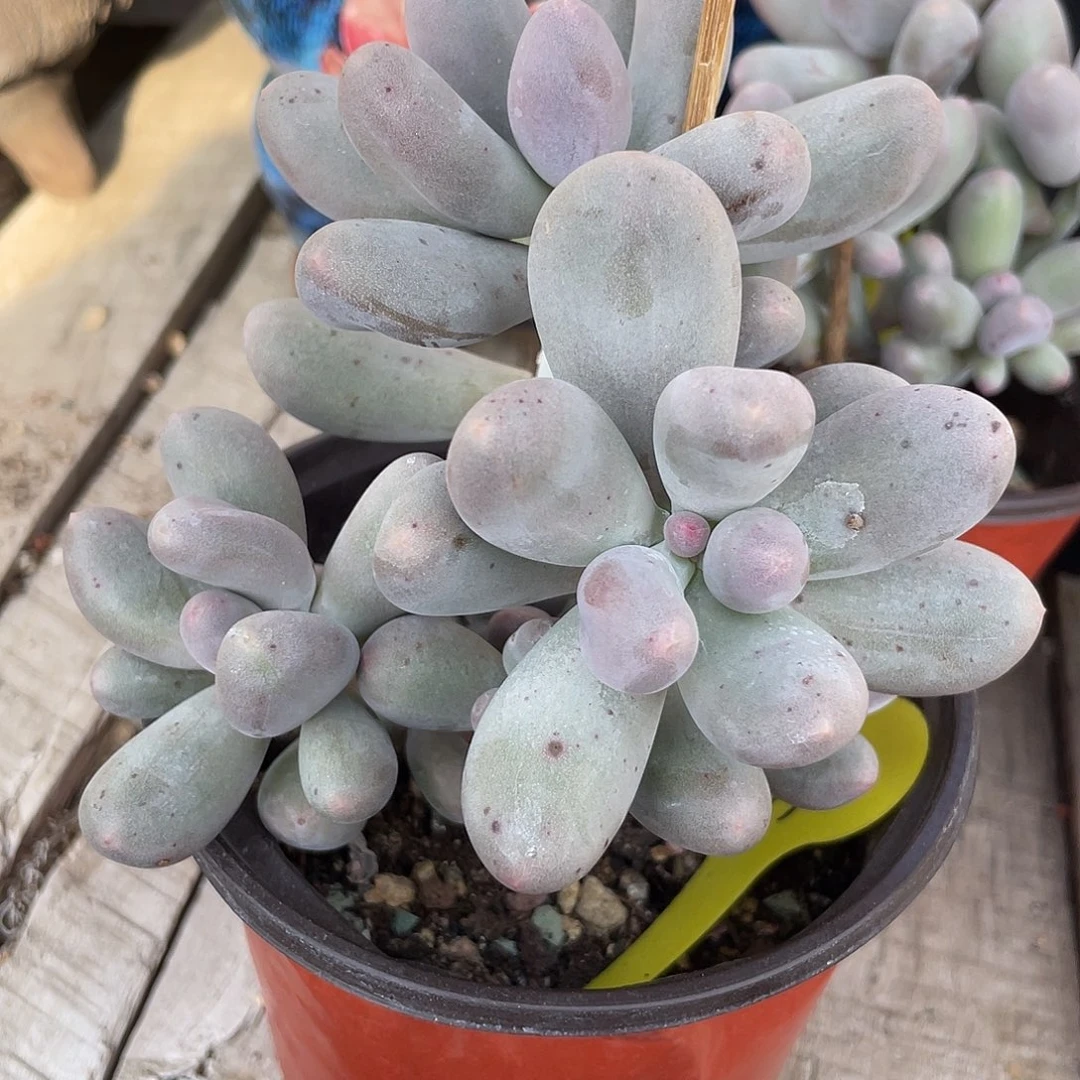 米可群生多肉植物133