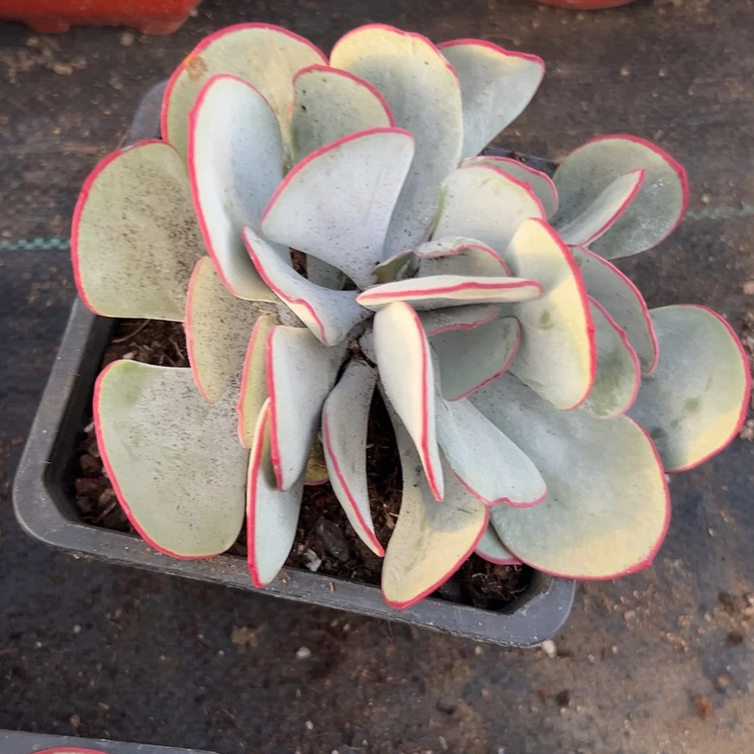 多肉植物多肉植物