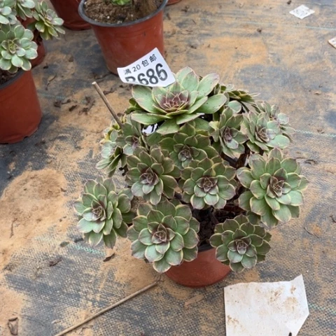 686半夏不包断枝