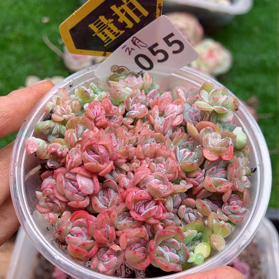 多肉植物多肉植物