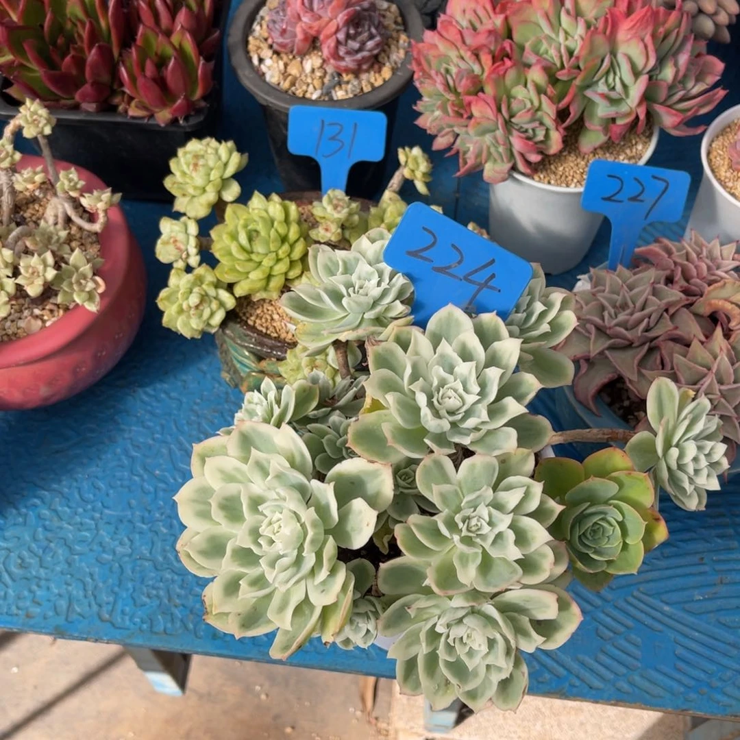 用****9224柠檬玫瑰锦多肉（寄养