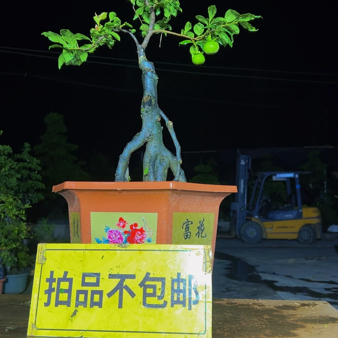 无花朵嫁接金弹子