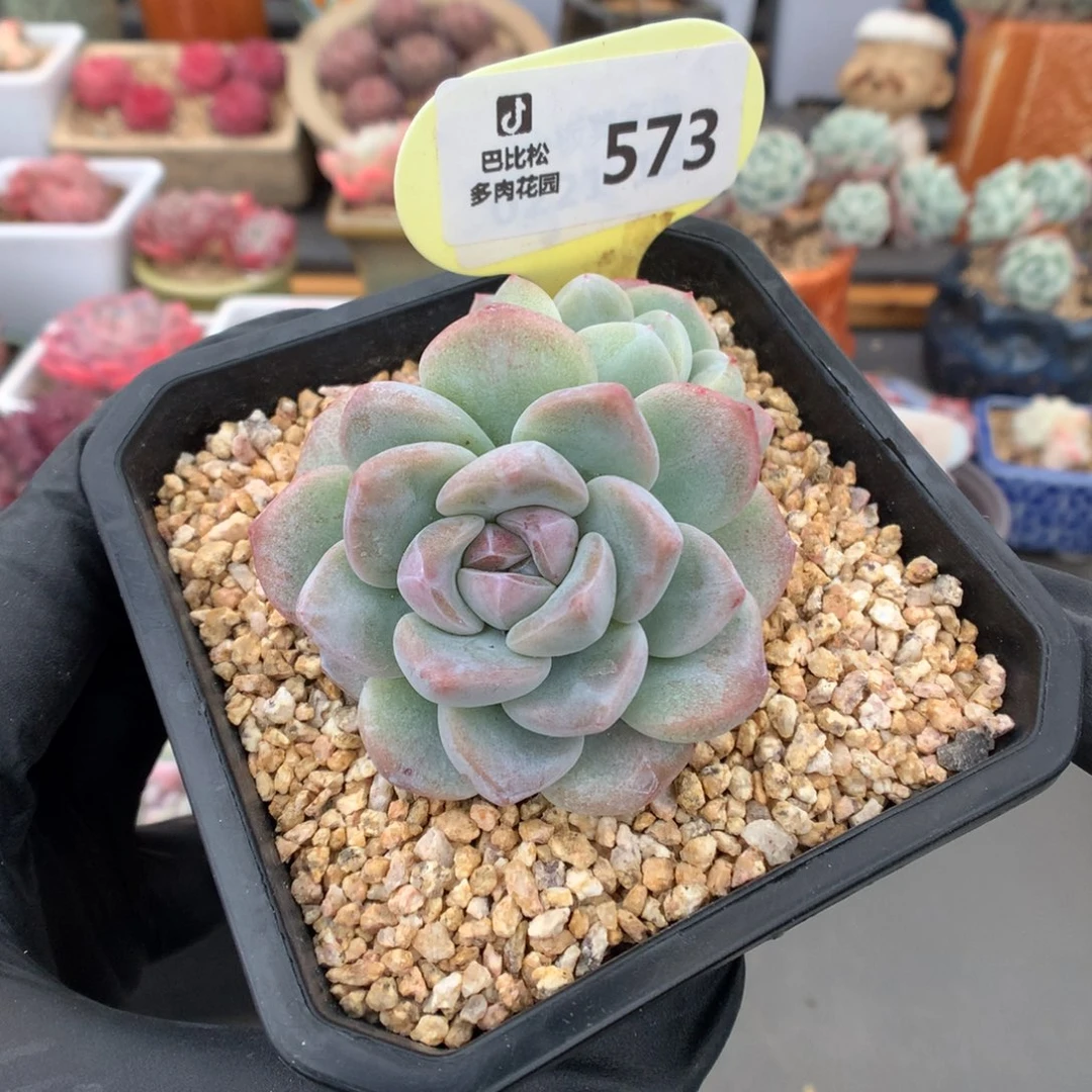 573 异色头冰玉石化多肉