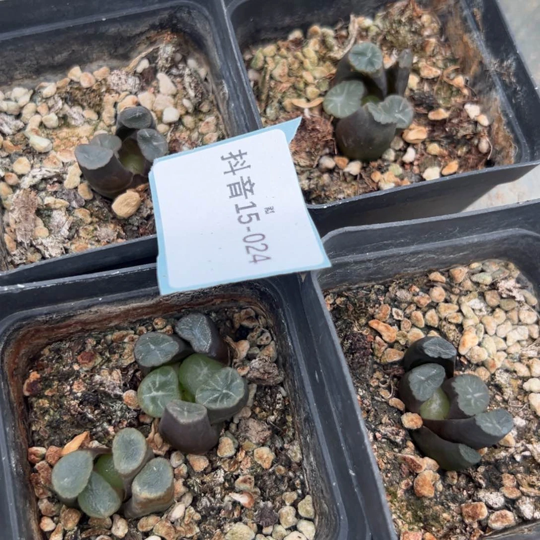 15-24量拍万象一颗。多肉