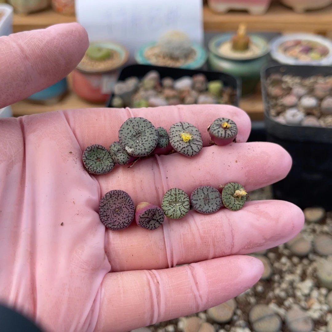 多肉植物一物一拍20