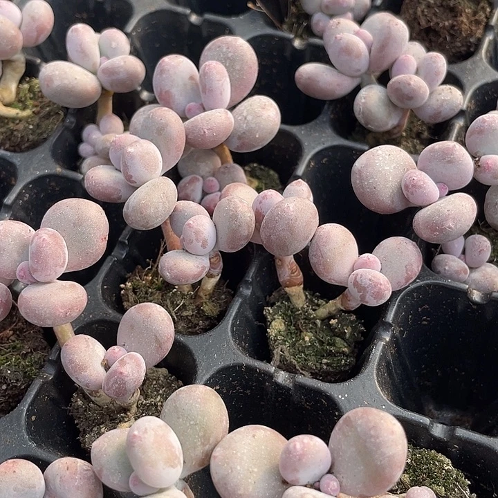 彩虹奶双头随满18包邮