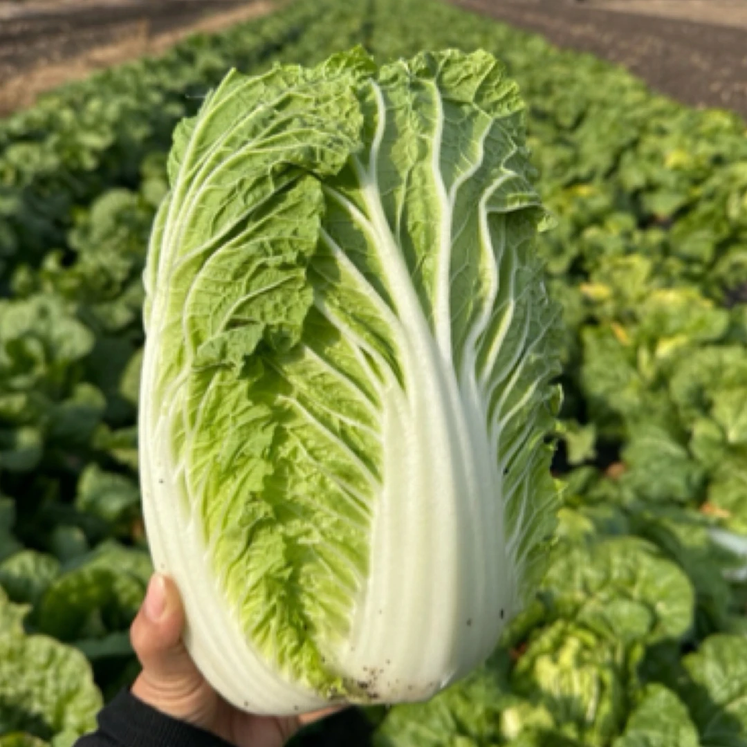 哈尔滨大白菜秋白菜实心白菜冬储腌酸菜顺丰包邮