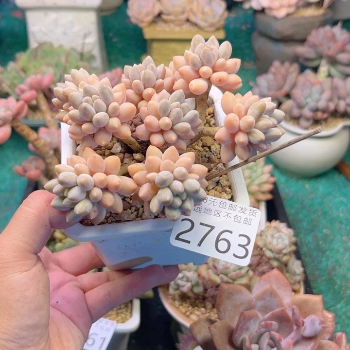 大2763。vsvxvvbbbbb