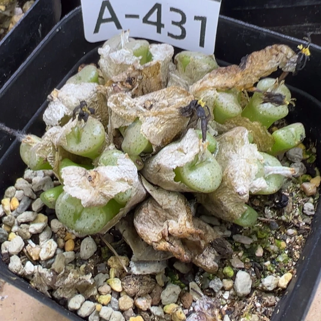 多肉植物1111111111111