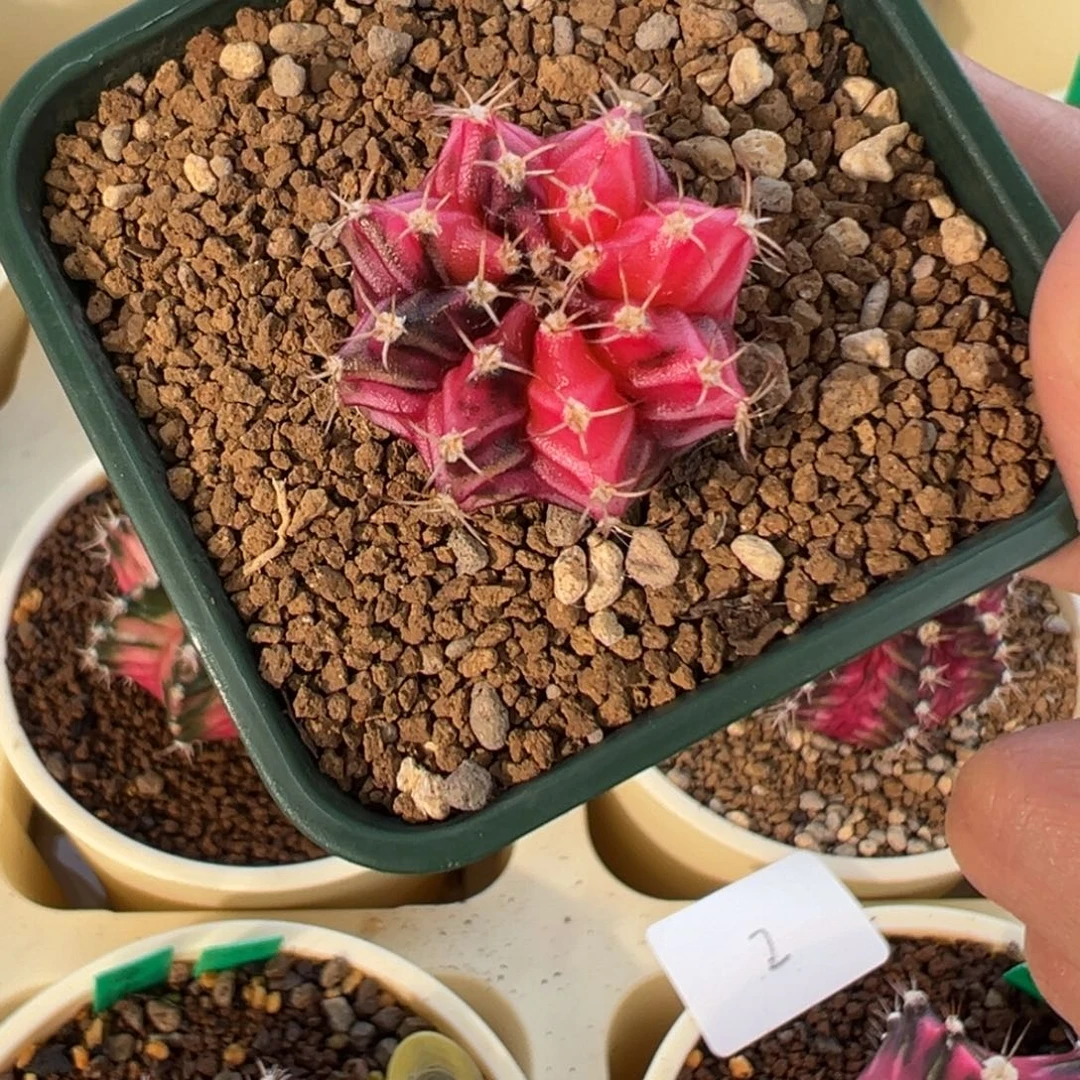 278 好看的米哈冲冲冲