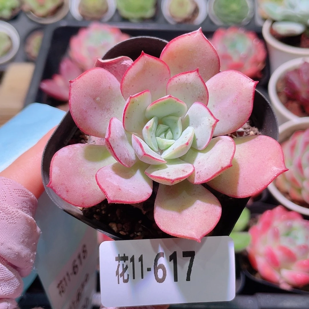 花利美11-617凌波仙子