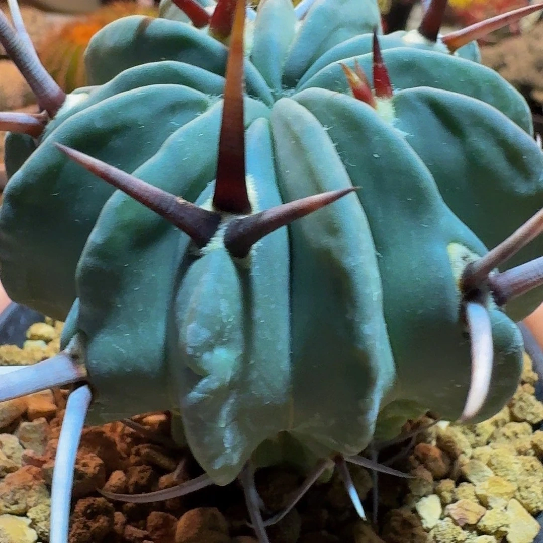 王***二直播间，王小二哥哥，专拍，