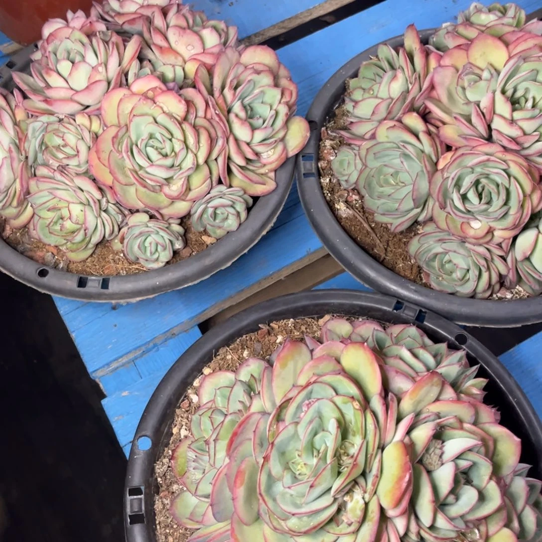 小雨多肉牡丹亭1