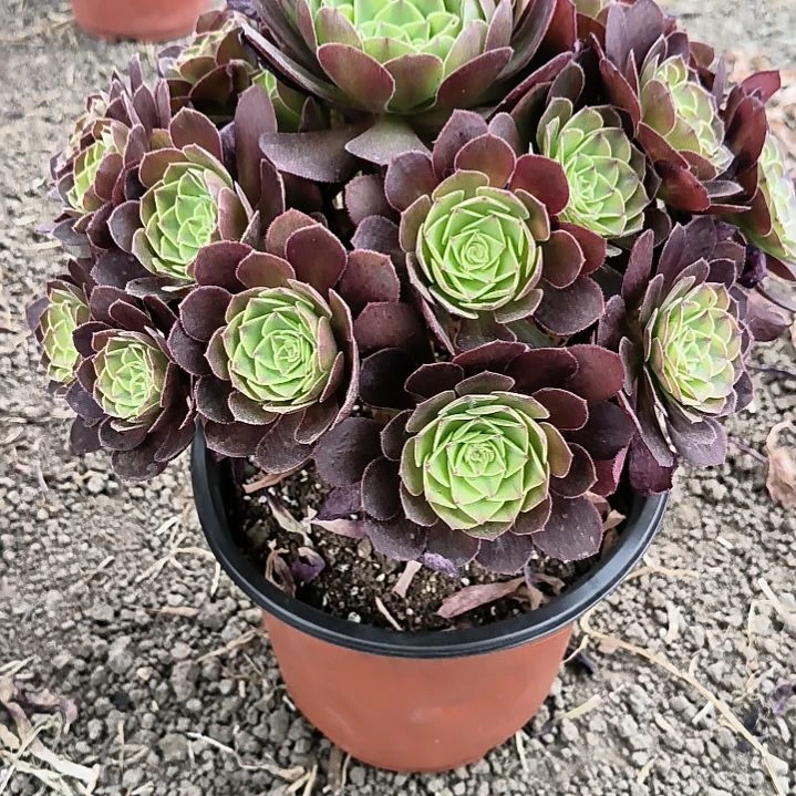 雨荷法师多肉277偏远地区不包邮