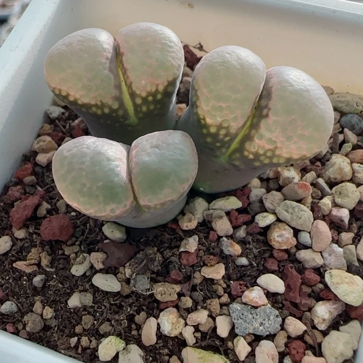 多肉植物风铃母本30号