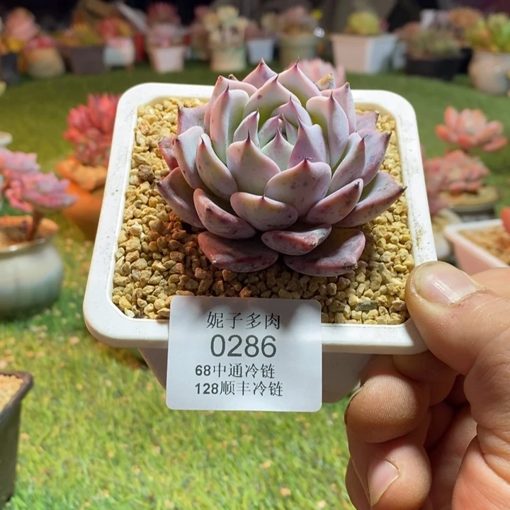 0286啊啊啊啊啊啊啊啊啊啊啊